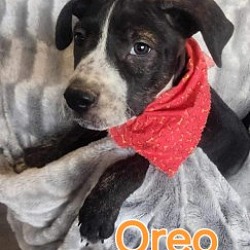 Thumbnail photo of Oreo #1