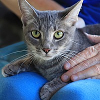 adopt a pet