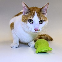 adopt a pet