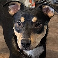 adopt a pet