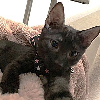 adopt-pet