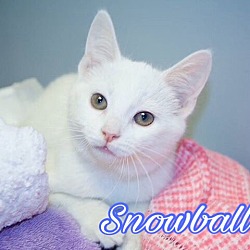 Thumbnail photo of Snowball #2