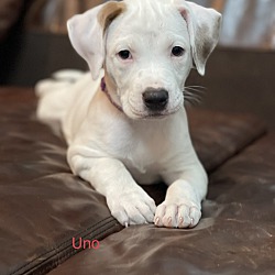 Thumbnail photo of Uno #3