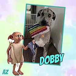 Photo of Dobby
