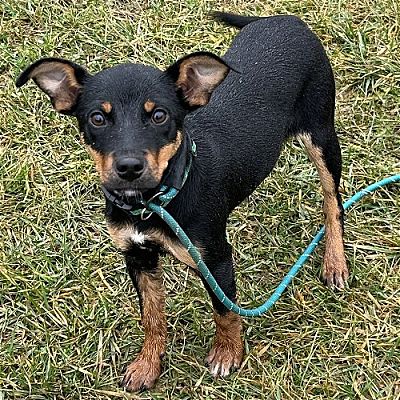 Cincinnati, OH - Miniature Pinscher/Rat Terrier. Meet Jessica a Pet for ...