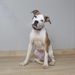 Photo of Cane D15537