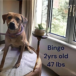 Photo of Bingo - Is his name - O!