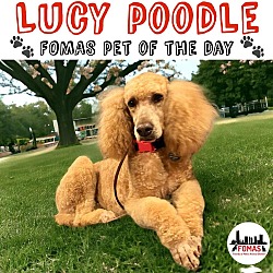 Thumbnail photo of Lucy Poodle #2