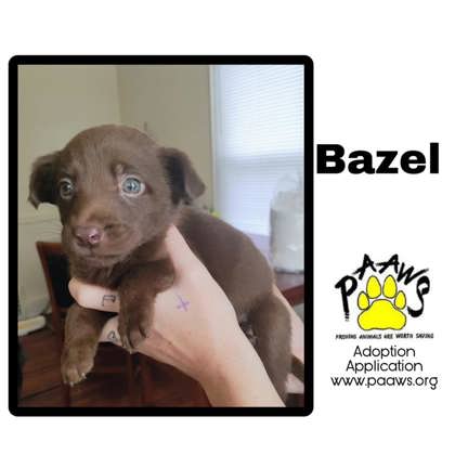 Photo of Bazel