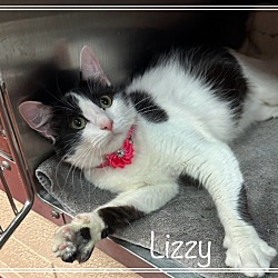 Thumbnail photo of LIZZY (R) #3