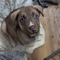 Thumbnail photo of Raf - Springboard Litter #4