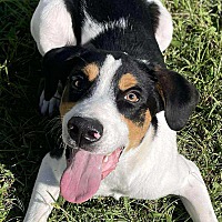 adopt a pet