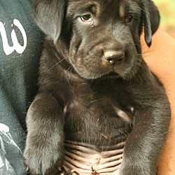 Thumbnail photo of Perry, loveable lab mix #1