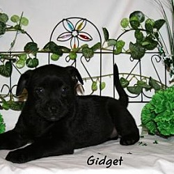 Thumbnail photo of Gidget #2