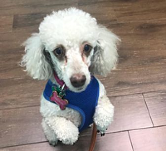 Adopt A Pet Petsmart Charities