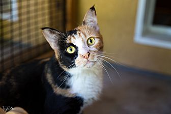 cat claw caps petsmart