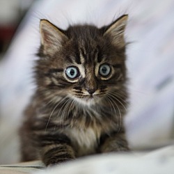 Thumbnail photo of Kitten #1