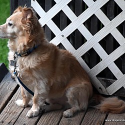 Photo of Toby, 11 yrs, 18 Lbs, $250