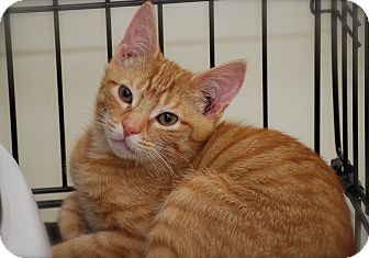 Bensalem Pa Domestic Shorthair Meet Orange Tabby Baby A Pet