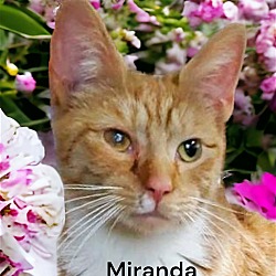 Thumbnail photo of Miranda #3