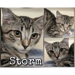 Thumbnail photo of Storm #1