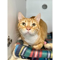 adopt-pet