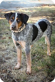 blue english hound
