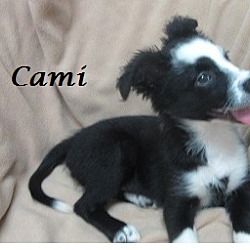 Thumbnail photo of Cami #3