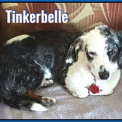 Thumbnail photo of Tinkerbelle #3