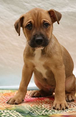 newborn basenji puppies