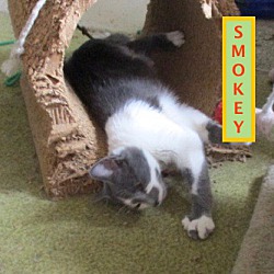 Thumbnail photo of Smokey-adopted 1-26-19 #1