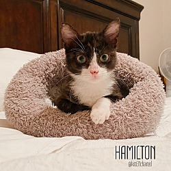 Thumbnail photo of Hamilton #2