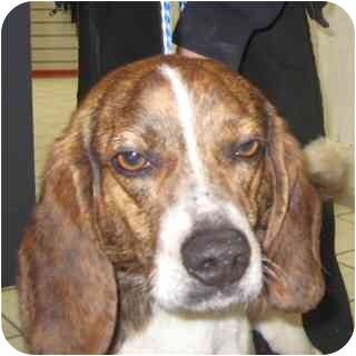 beagle brindle