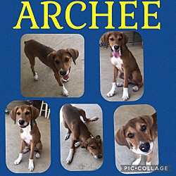 Photo of Archee