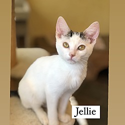 Photo of Jellie