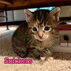 Thumbnail photo of Snickers #3