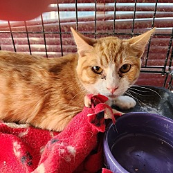 Photo of Dexter