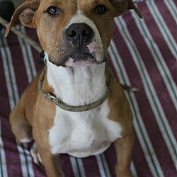 Photo of Miles (adult) - Handsome Boy!