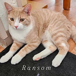 Photo of Ransom