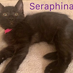 Thumbnail photo of Seraphina #2