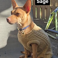 adopt-pet