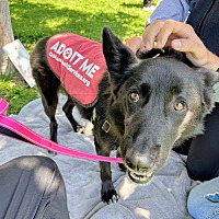 adopt a pet