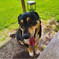 adopt a pet