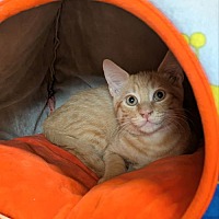 adopt a pet
