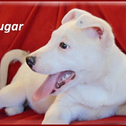 Thumbnail photo of Sugar-Adoption Pending #1