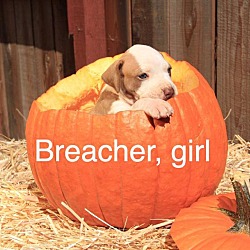 Photo of Breacher