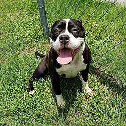 Umatilla, FL - Bulldog mix . Meet Snooki a Pet for Adoption - AdoptaPet.com