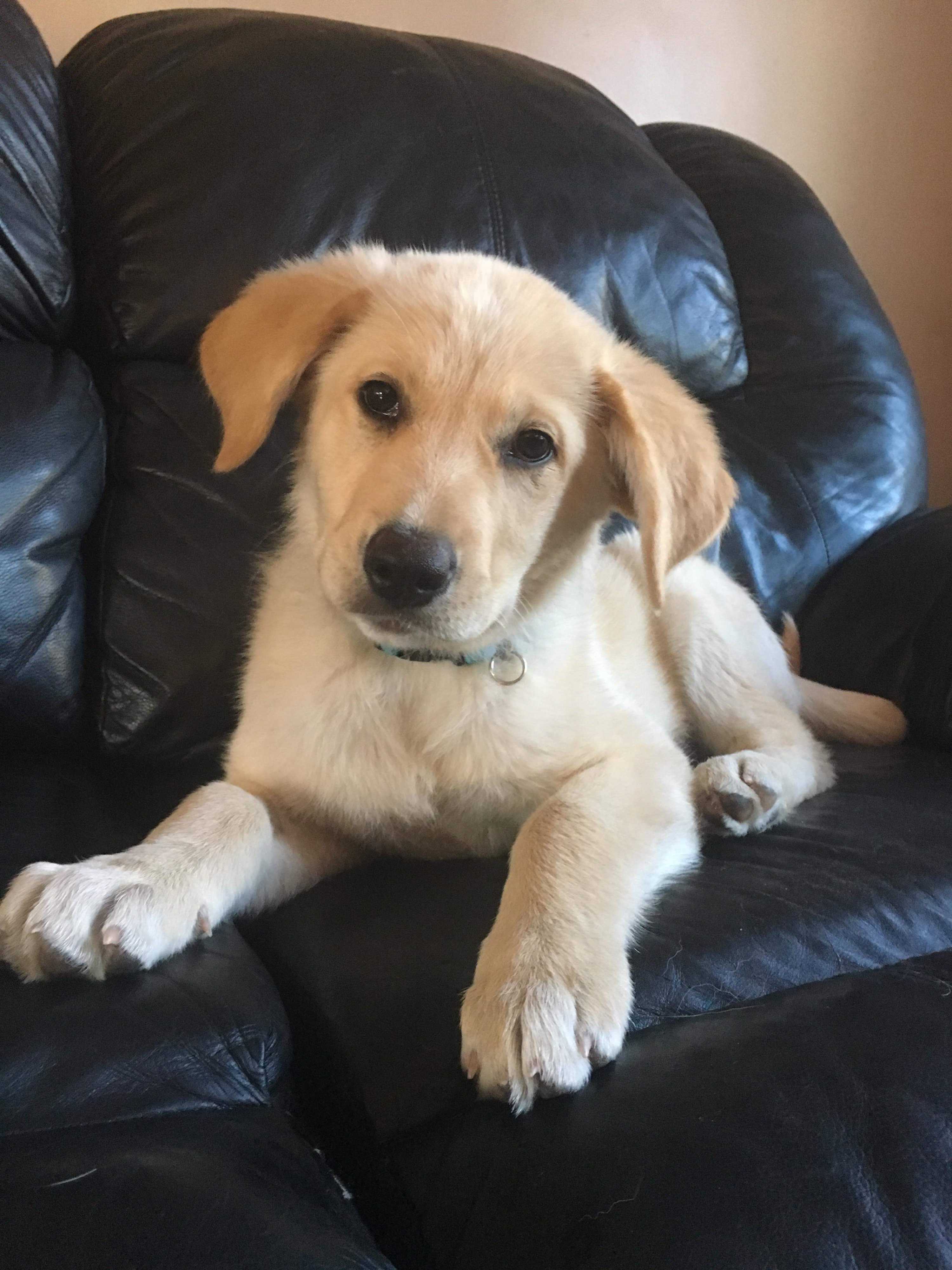Edmonton Ab Golden Retriever Meet Clover A Pet For Adoption