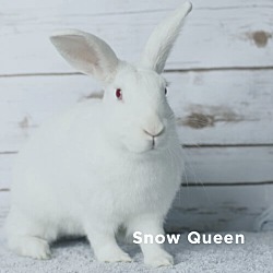 Photo of Snow Queen