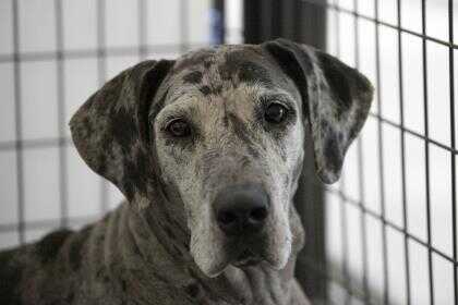 Adopt Cora a Gray/Blue/Silver/Salt & Pepper Great Dane / Mixed dog in Colorado | Blue, Grey ...